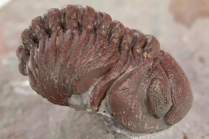 Red Morocops Trilobite - Hmar Laghdad, Morocco #329731